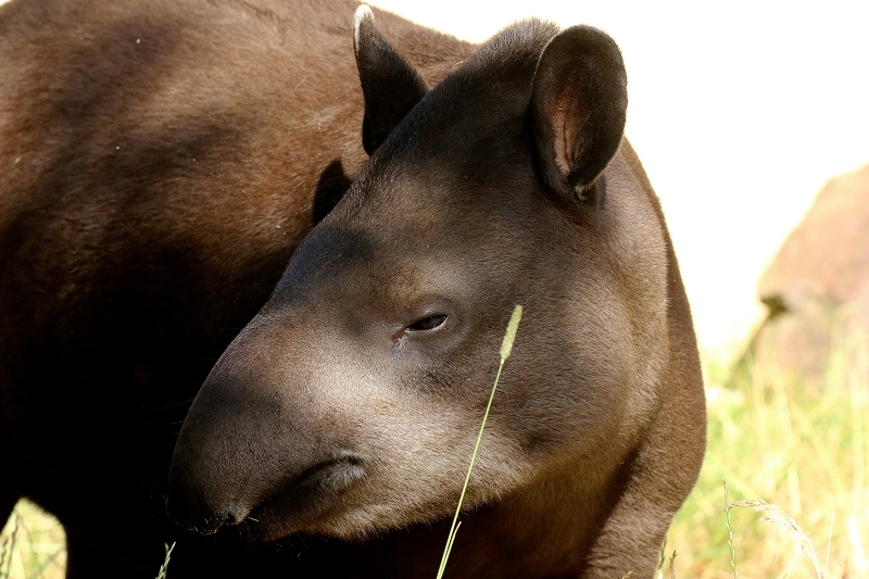 Daums Tierwelt Flachlandtapir