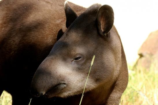 Flachlandtapir Zoo Vivarium Darmstadt 2019