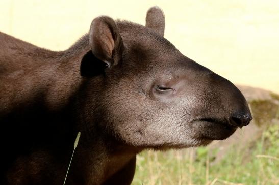 Flachlandtapir Zoo Vivarium Darmstadt 2019