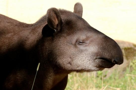 Flachlandtapir Zoo Vivarium Darmstadt 2019