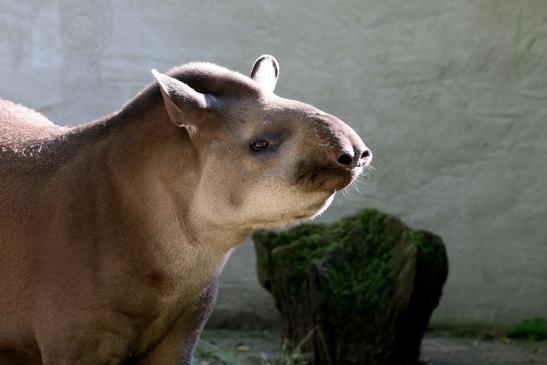 Flachlandtapir Zoo Vivarium Darmstadt 2019