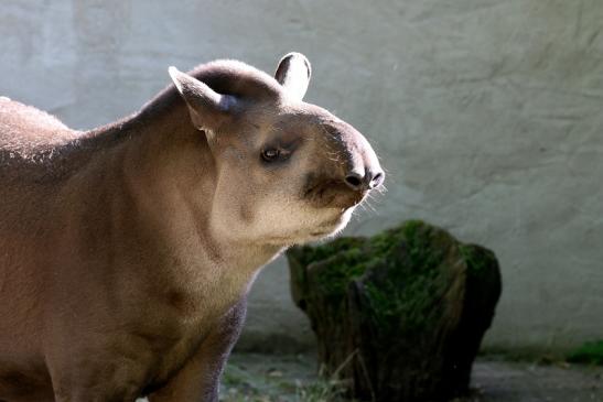 Flachlandtapir Zoo Vivarium Darmstadt 2019