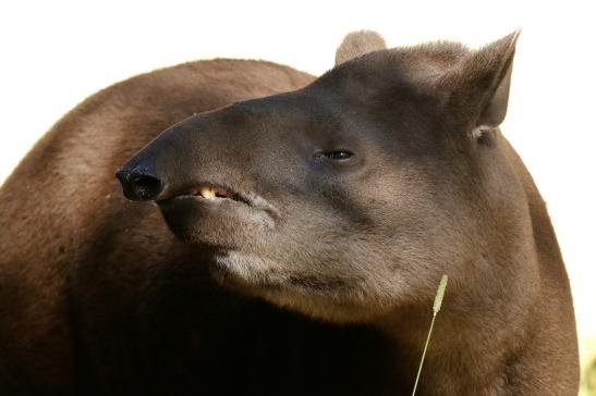 Flachlandtapir Zoo Vivarium Darmstadt 2019