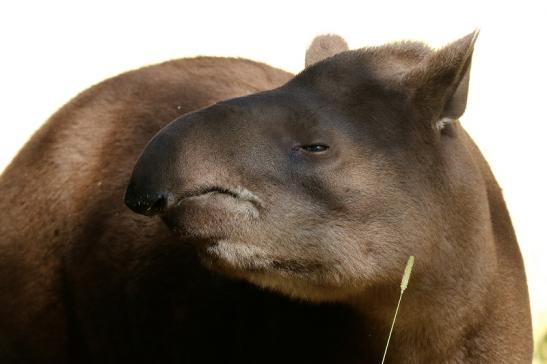 Flachlandtapir Zoo Vivarium Darmstadt 2019