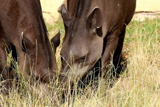 Flachlandtapir Zoo Vivarium Darmstadt 2019