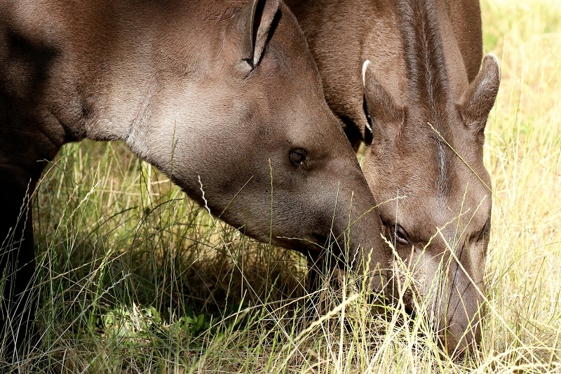 Flachlandtapir Zoo Vivarium Darmstadt 2019