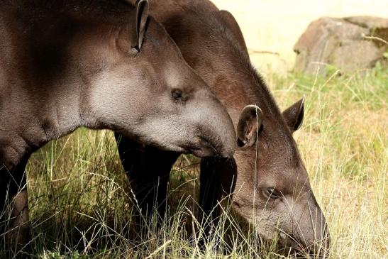 Flachlandtapir Zoo Vivarium Darmstadt 2019