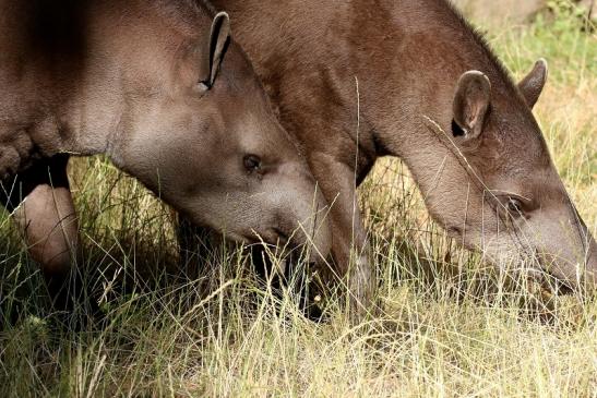 Flachlandtapir Zoo Vivarium Darmstadt 2019