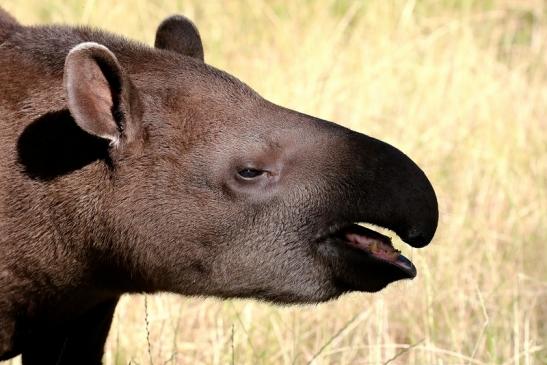 Flachlandtapir Zoo Vivarium Darmstadt 2019