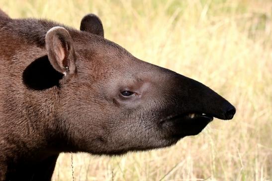 Flachlandtapir Zoo Vivarium Darmstadt 2019