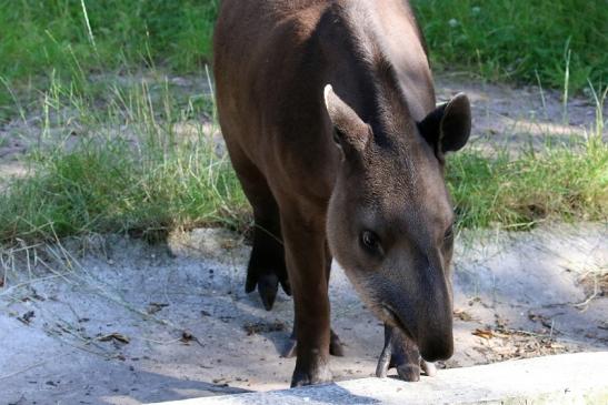 Flachlandtapir Zoo Vivarium Darmstadt 2019