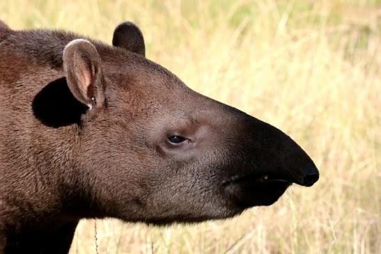 Flachlandtapir Zoo Vivarium Darmstadt 2019