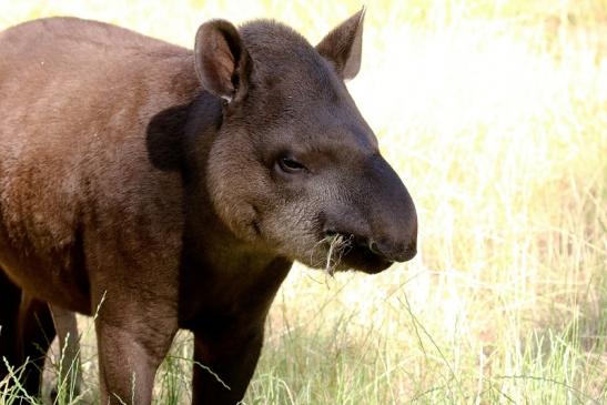 Flachlandtapir Zoo Vivarium Darmstadt 2019