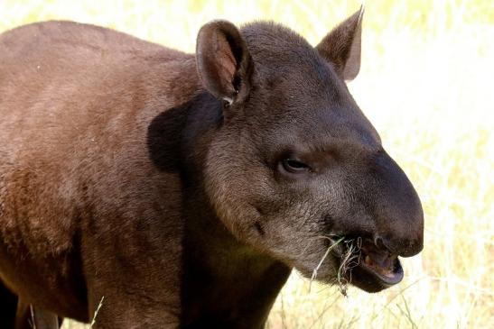 Flachlandtapir Zoo Vivarium Darmstadt 2019