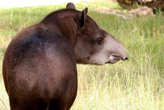 Flachlandtapir Zoo Vivarium Darmstadt 2019