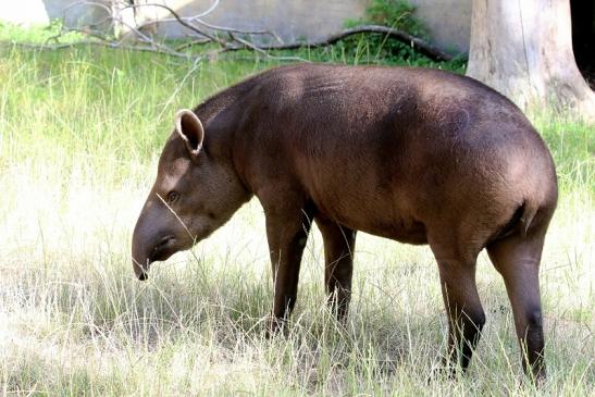 Flachlandtapir Zoo Vivarium Darmstadt 2019