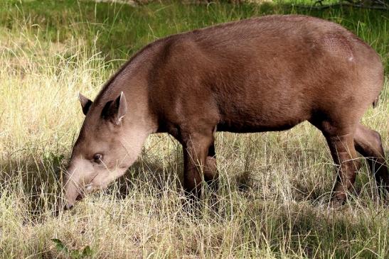 Flachlandtapir Zoo Vivarium Darmstadt 2019