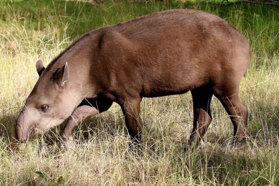 Flachlandtapir Zoo Vivarium Darmstadt 2019