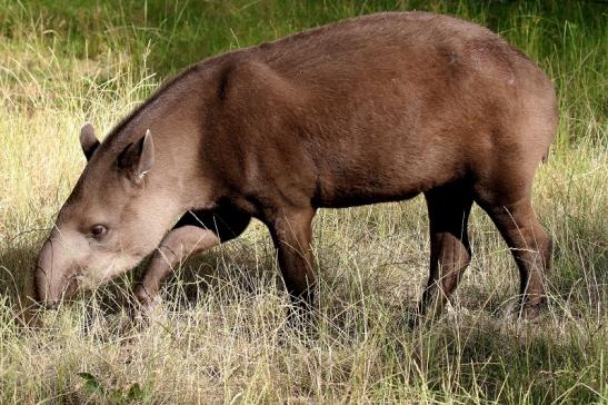 Foto des Monats August 2020 Flachlandtapir Zoo Vivarium Darmstadt