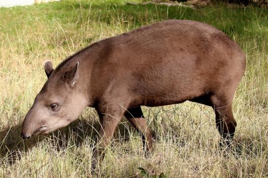 Flachlandtapir Zoo Vivarium Darmstadt 2019