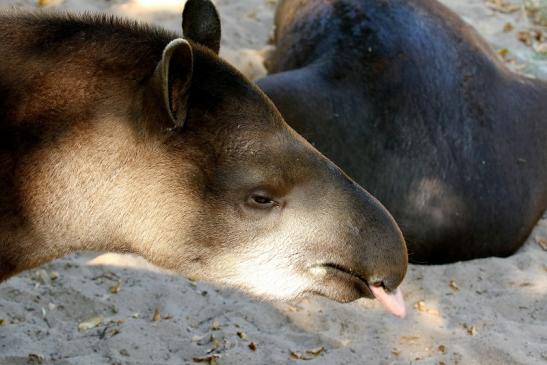 Flachlandtapir Zoo Vivarium Darmstadt 2019