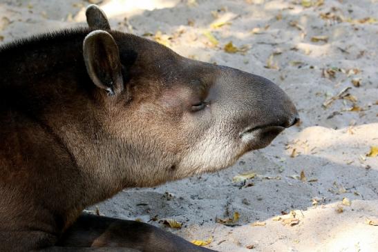 Flachlandtapir Zoo Vivarium Darmstadt 2019