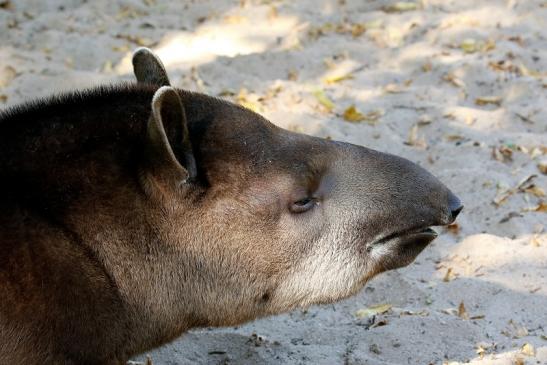 Flachlandtapir Zoo Vivarium Darmstadt 2019