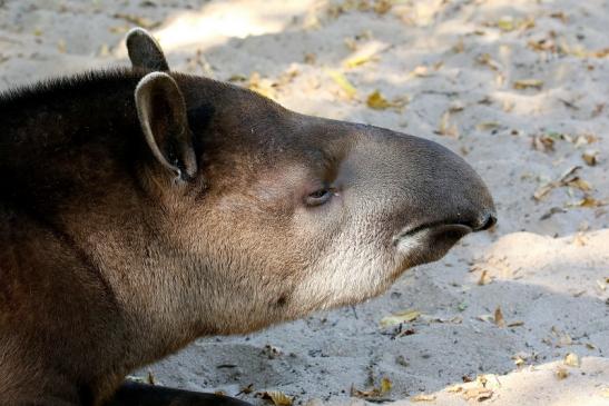 Flachlandtapir Zoo Vivarium Darmstadt 2019