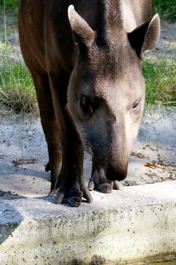 Flachlandtapir Zoo Vivarium Darmstadt 2019