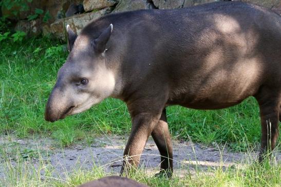 Flachlandtapir Zoo Vivarium Darmstadt 2019