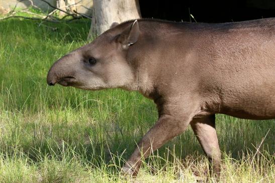 Flachlandtapir Zoo Vivarium Darmstadt 2019