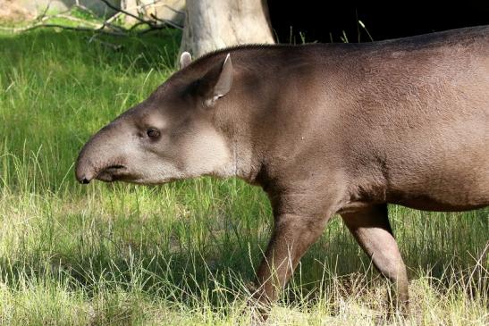 Flachlandtapir Zoo Vivarium Darmstadt 2019