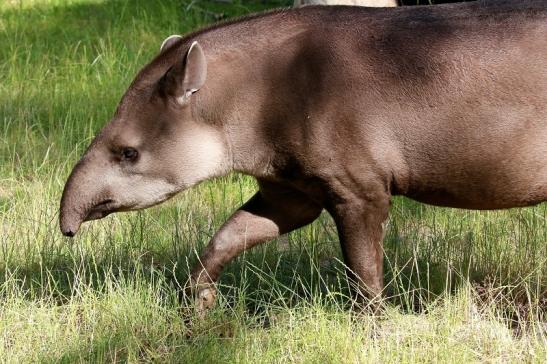 Flachlandtapir Zoo Vivarium Darmstadt 2019