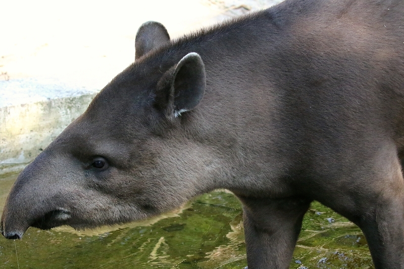 Flachlandtapir Zoo Vivarium Darmstadt 2019