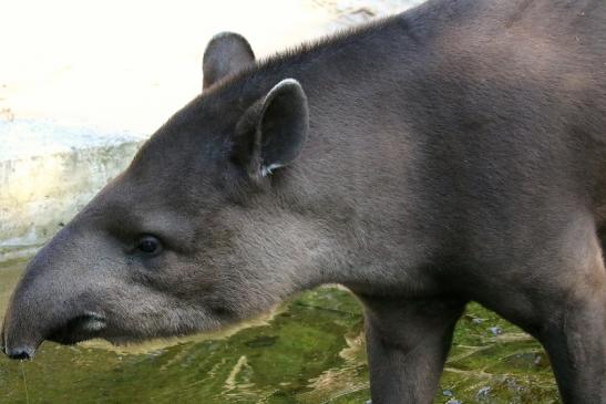 Flachlandtapir Zoo Vivarium Darmstadt 2019