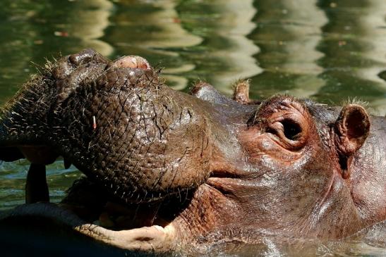 Flusspferd Zoo Frankfurt am Main 2017