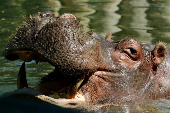 Flusspferd Zoo Frankfurt am Main 2017