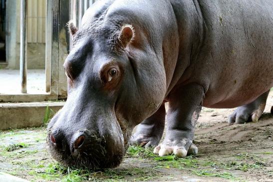 Flusspferd Zoo Frankfurt am Main 2017