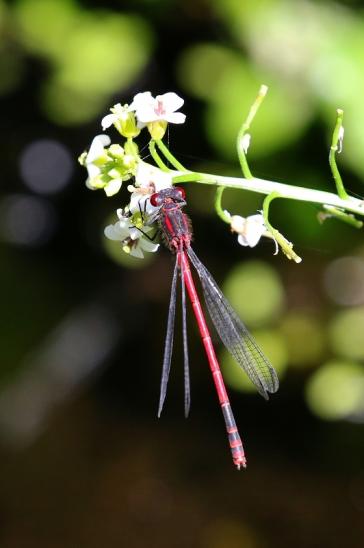 Frühe Adonis Libelle/Jungfer Atrium Park Dietzenbach 2022