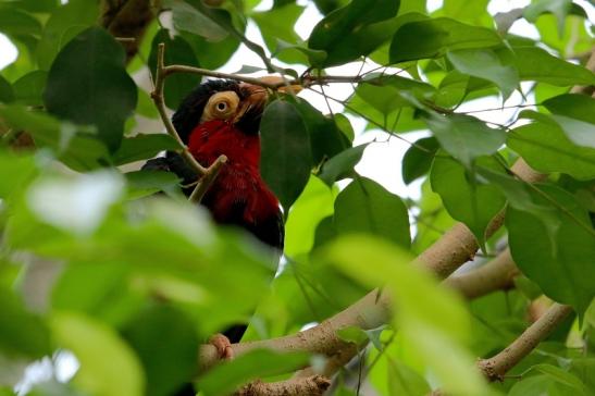 Furchenschnabel-Bartvogel Zoo Frankfurt am Main 2016 FVH