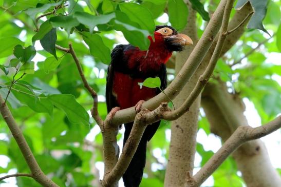 Furchenschnabel-Bartvogel Zoo Frankfurt am Main 2016 FVH