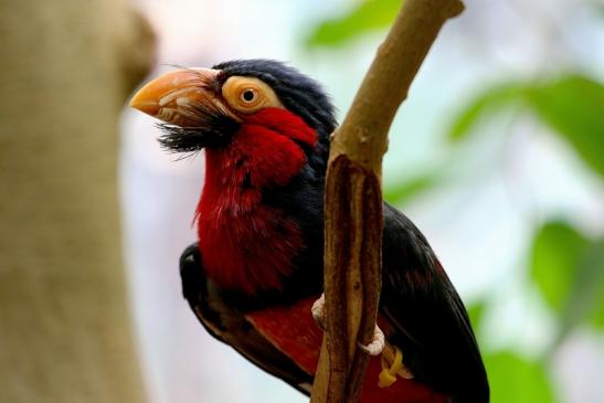 Furchenschnabel-Bartvogel Zoo Frankfurt am Main 2016 FVH