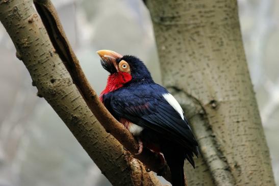 Furchenschnabel-Bartvogel Zoo Frankfurt am Main 2016 FVH