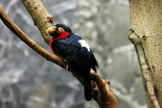 Furchenschnabel-Bartvogel Zoo Frankfurt am Main 2016 FVH