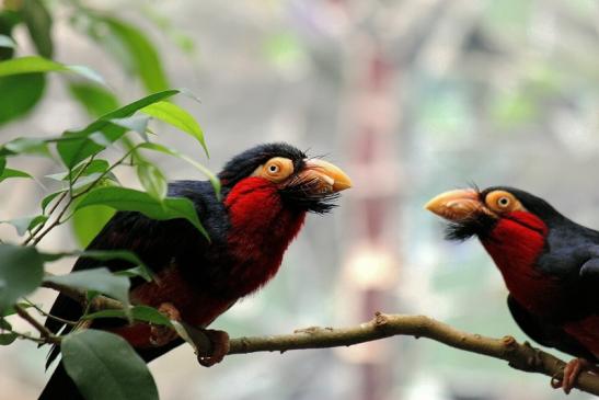 Furchenschnabel-Bartvogel Zoo Frankfurt am Main 2016 FVH