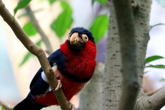 Furchenschnabel-Bartvogel Zoo Frankfurt am Main 2017 FVH