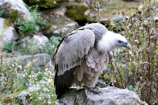 Gänsegeier Opel Zoo Kronberg 2019