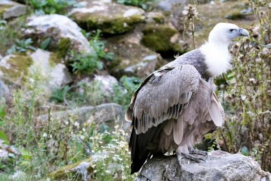 Gänsegeier Opel Zoo Kronberg 2019