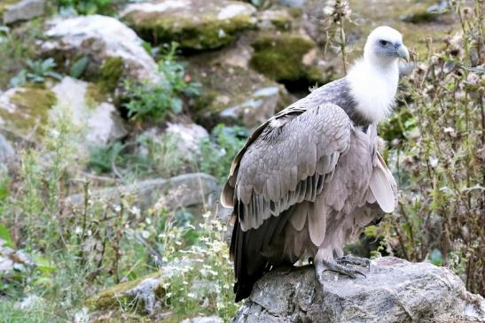 Gänsegeier Opel Zoo Kronberg 2019