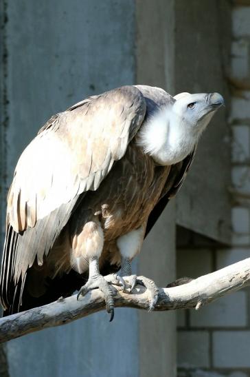 Gänsegeier Zoo Vivarium Darmstadt 2019